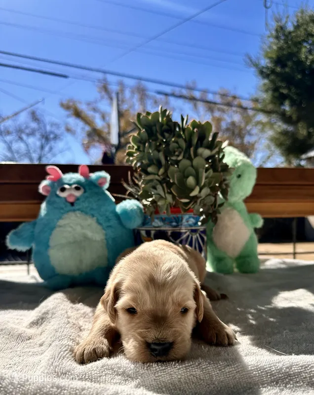 Black  – Golden Retriever puppy for sale in Fairfield, CA
