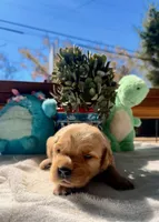 Green , a female Golden Retriever for sale in Fairfield, CA – 2 of 3