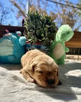 Pink, a female Golden Retriever for sale in Fairfield, CA – 3 of 3