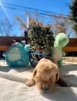 Orange, a female Golden Retriever for sale in Fairfield, CA – 4 of 4