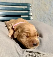 Pink, a male Golden Retriever for sale in Fairfield, CA – 2 of 3