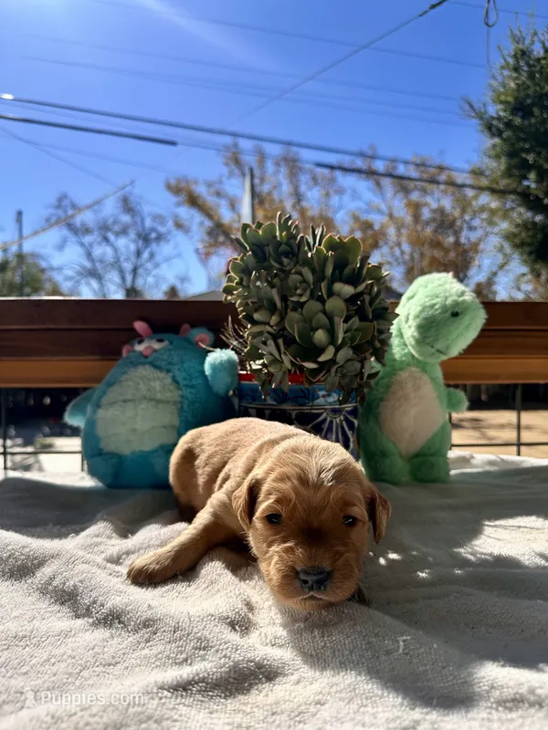 Yellow  – Golden Retriever puppy for sale in Fairfield, CA
