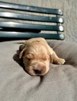 Black, a male Golden Retriever for sale in Fairfield, CA – 2 of 3