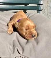 Purple, a female Golden Retriever for sale in Fairfield, CA – 2 of 3