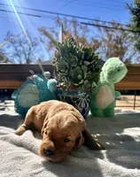 Purple , a female Golden Retriever for sale in Fairfield, CA – 3 of 3
