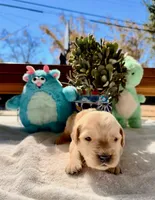 Red, a male Golden Retriever for sale in Fairfield, CA – 4 of 4