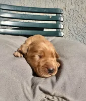 Purple, a female Golden Retriever for sale in Fairfield, CA – 3 of 3