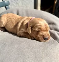 Pink, a male Golden Retriever for sale in Fairfield, CA – 3 of 3