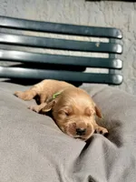 Green , a female Golden Retriever for sale in Fairfield, CA – 3 of 3