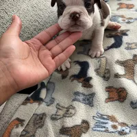 Brownie , a male English Bulldog for sale in Washington, DC – Photo 1 of 3