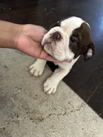 Brownie , a male English Bulldog for sale in Washington, DC – Photo 3 of 3