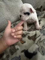 Pepper, a female English Bulldog for sale in Washington, DC – Photo 2 of 5