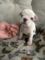 Pepper, a female English Bulldog for sale in Washington, DC – Photo 3 of 5