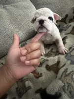 Pepper, a female English Bulldog for sale in Washington, DC – Photo 1 of 5