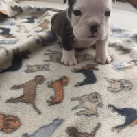 Echo, a female English Bulldog for sale in Washington, DC – Photo 2 of 3