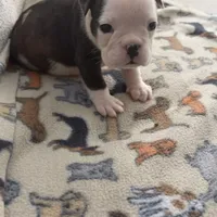 Echo, a female English Bulldog for sale in Washington, DC – Photo 3 of 3