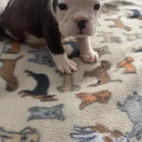 Echo, a female English Bulldog for sale in Washington, DC – Photo 1 of 3