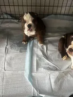 Peanut Butter, a female English Bulldog for sale in Washington, DC – Photo 7 of 10