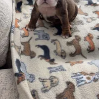 Peanut Butter, a female English Bulldog for sale in Washington, DC – Photo 4 of 4