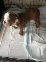 Peanut Butter, a female English Bulldog for sale in Washington, DC – Photo 6 of 10