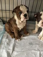 Peanut Butter, a female English Bulldog for sale in Washington, DC – Photo 1 of 10