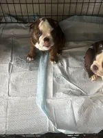 Peanut Butter, a female English Bulldog for sale in Washington, DC – Photo 8 of 10