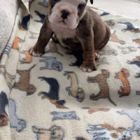 Peanut Butter, a female English Bulldog for sale in Washington, DC – Photo 2 of 4