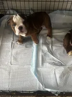 Peanut Butter, a female English Bulldog for sale in Washington, DC – Photo 9 of 10