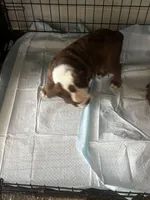 Peanut Butter, a female English Bulldog for sale in Washington, DC – Photo 10 of 10