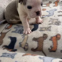 Smokey, a male English Bulldog for sale in Washington, DC – Photo 1 of 2