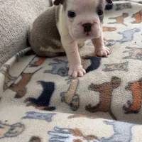 Smokey, a male English Bulldog for sale in Washington, DC – Photo 2 of 2