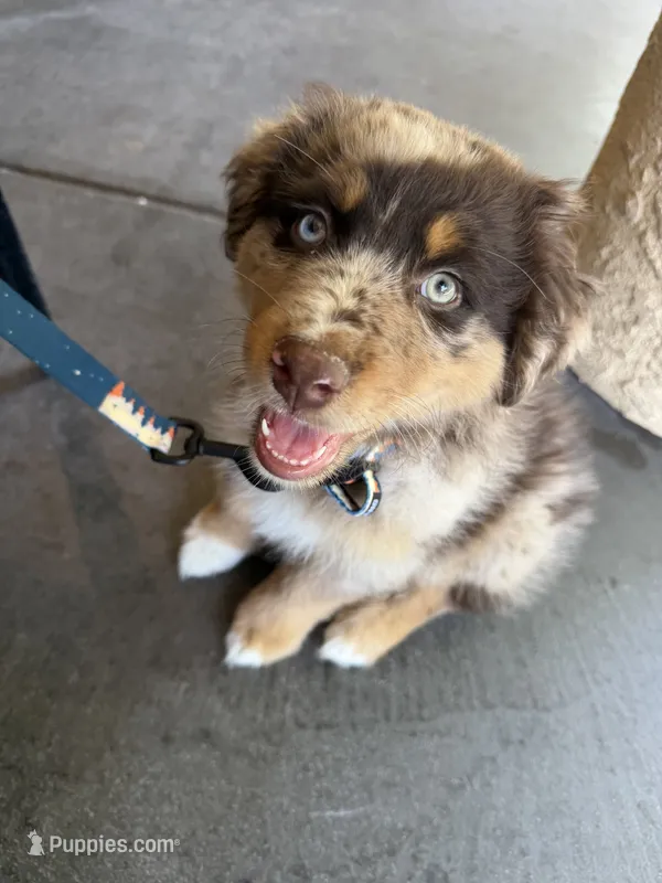 Ranger – Australian Shepherd puppy for sale in Sacramento, CA