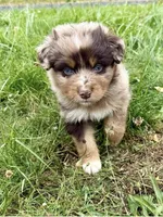 Ranger, a male Australian Shepherd for sale in Sacramento, CA – 3 of 5