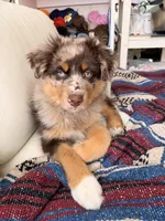 Ranger, a male Australian Shepherd for sale in Sacramento, CA – 4 of 5