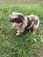 Ranger, a male Australian Shepherd for sale in Sacramento, CA – 2 of 5