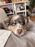 Ranger, a male Australian Shepherd for sale in Sacramento, CA – 5 of 5