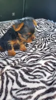 Baby T , a female Yorkshire Terrier for sale in Homestead, FL – 2 of 10