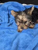 Baby B, a male Yorkshire Terrier for sale in Homestead, FL – 5 of 10