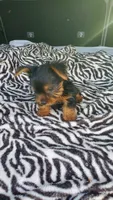 Baby T , a female Yorkshire Terrier for sale in Homestead, FL – 7 of 10