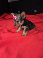 Baby G, a female Yorkshire Terrier for sale in Homestead, FL – 4 of 10