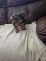 Baby Lulu, a female Yorkshire Terrier for sale in Homestead, FL – 3 of 5