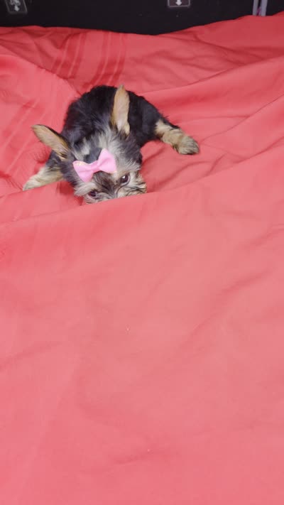 Baby G, a female Yorkshire Terrier for sale in Homestead, FL – 10 of 10