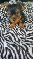 Baby T , a female Yorkshire Terrier for sale in Homestead, FL – 5 of 10