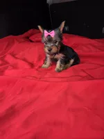 Baby G, a female Yorkshire Terrier for sale in Homestead, FL – 5 of 10
