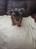 Baby Lulu, a female Yorkshire Terrier for sale in Homestead, FL – 2 of 5