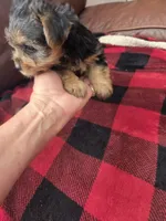 Baby B, a male Yorkshire Terrier for sale in Homestead, FL – 3 of 8
