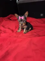 Baby Lulu, a female Yorkshire Terrier for sale in Homestead, FL – 7 of 9