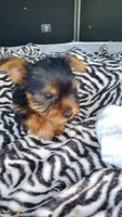 Baby T , a female Yorkshire Terrier for sale in Homestead, FL – 3 of 10