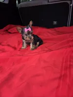 Baby G, a female Yorkshire Terrier for sale in Homestead, FL – 6 of 10