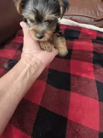 Baby Sally, a female Yorkshire Terrier for sale in Homestead, FL – 3 of 7
